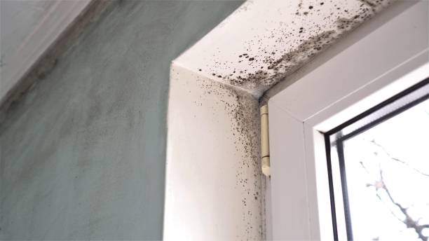 Best Bathroom Mold Remediation in The Village, OK