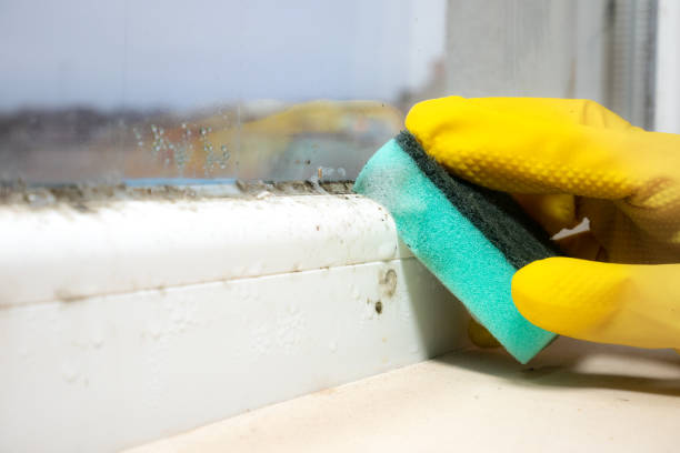 Professional Mold Remediation in The Village, OK