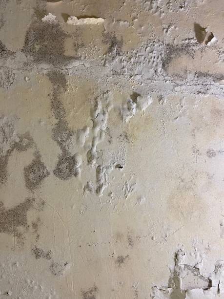  The Village, OK Mold Removal Pros