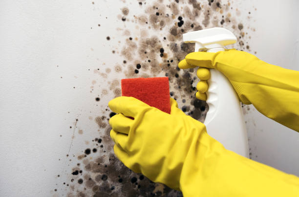 Best Insurance-Related Mold Remediation in The Village, OK