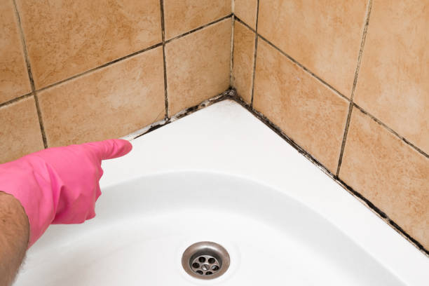 Best Attic Mold Remediation in The Village, OK